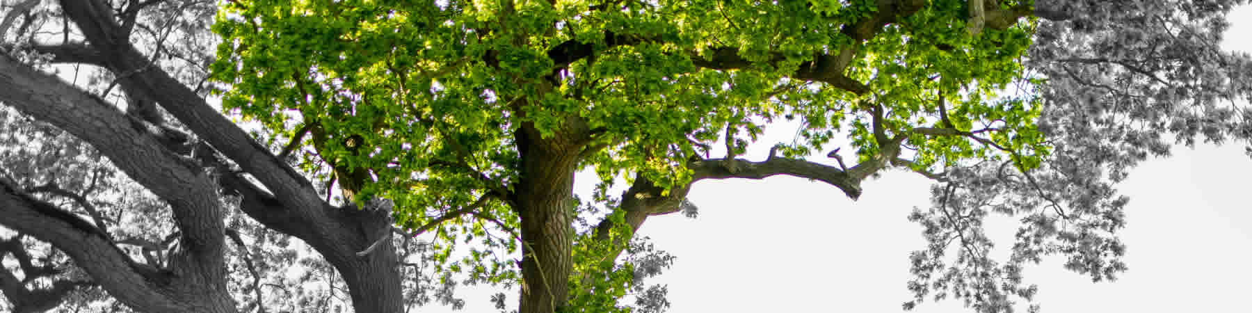 Healing Partners - Default banner